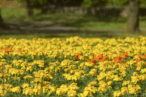 yellow marigold flowers field in the garden © PATARA