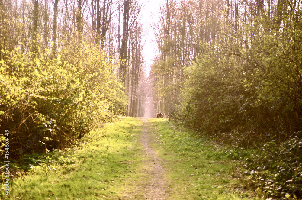Fototapeta ścieżka w lesie