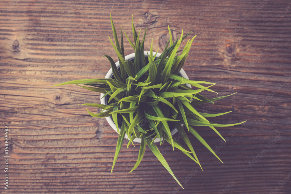 Obraz premium Green plant on an old wooden table. Close up