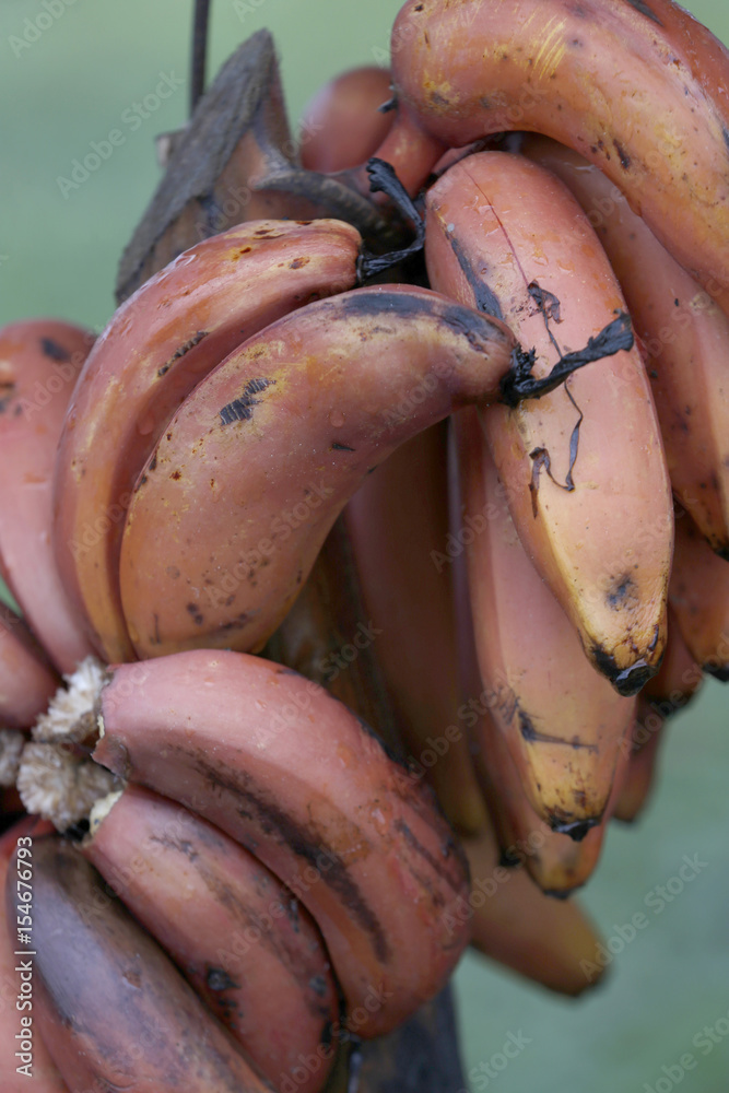 Fotografie banana sao tome