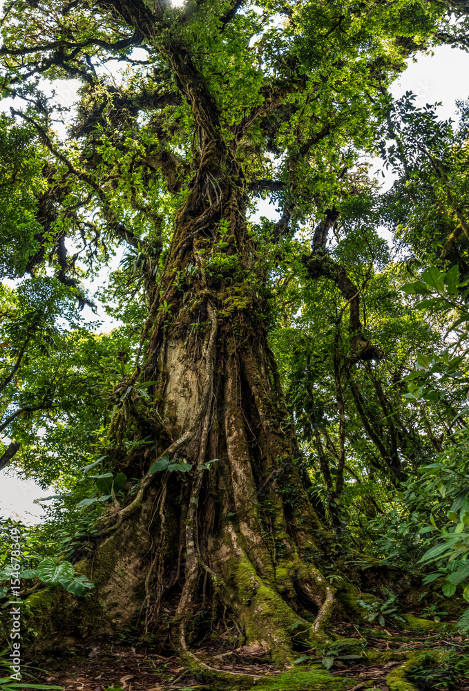 Big old tree in Monteverde forest Big old tree in Monteverde forest