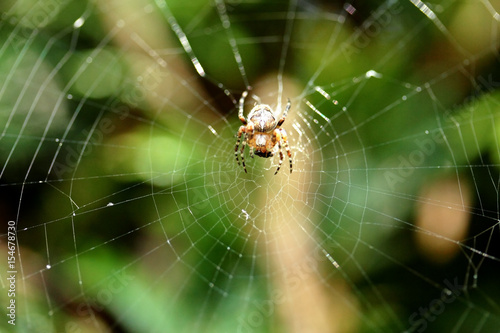 Araignée mange un moucheron