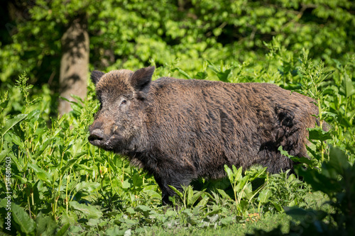Wild boar Naturepark Netherlands