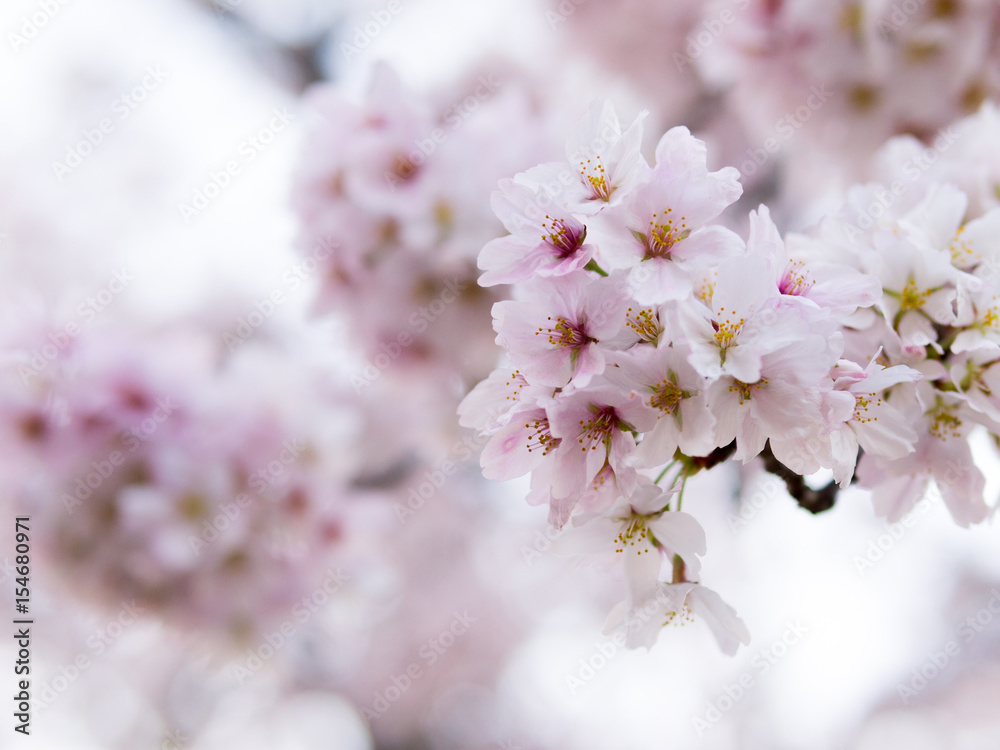 White Sakura, Japan