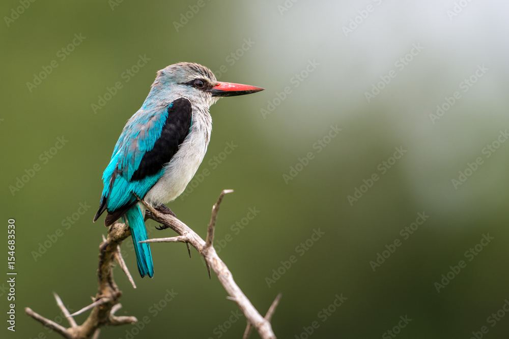 Obraz premium Woodland Kingfisher
