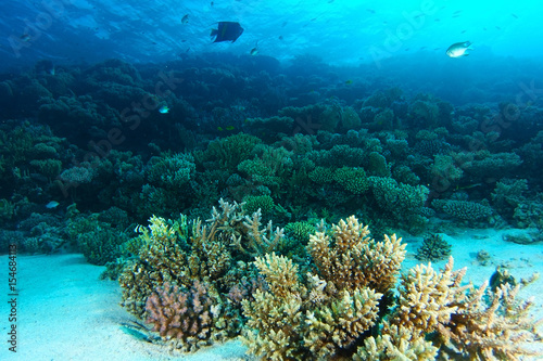 Coral garden at dramatic light in Yolanda reef