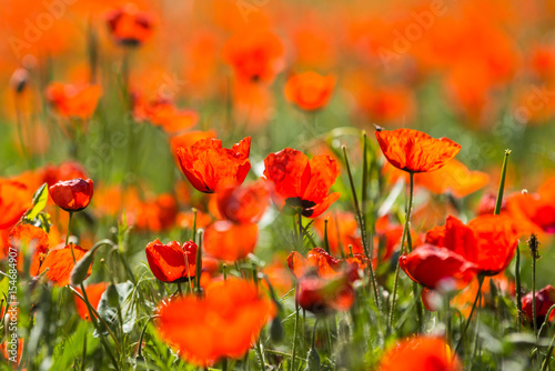 Poppy flowering