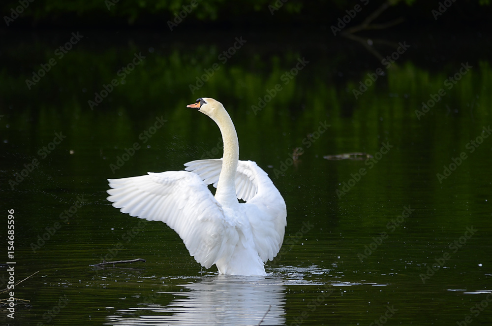 Fototapeta premium Schwan verteidigt sein Nest