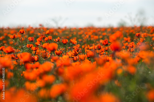 Poppy flowering