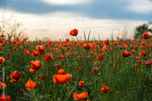 Poppy flowering