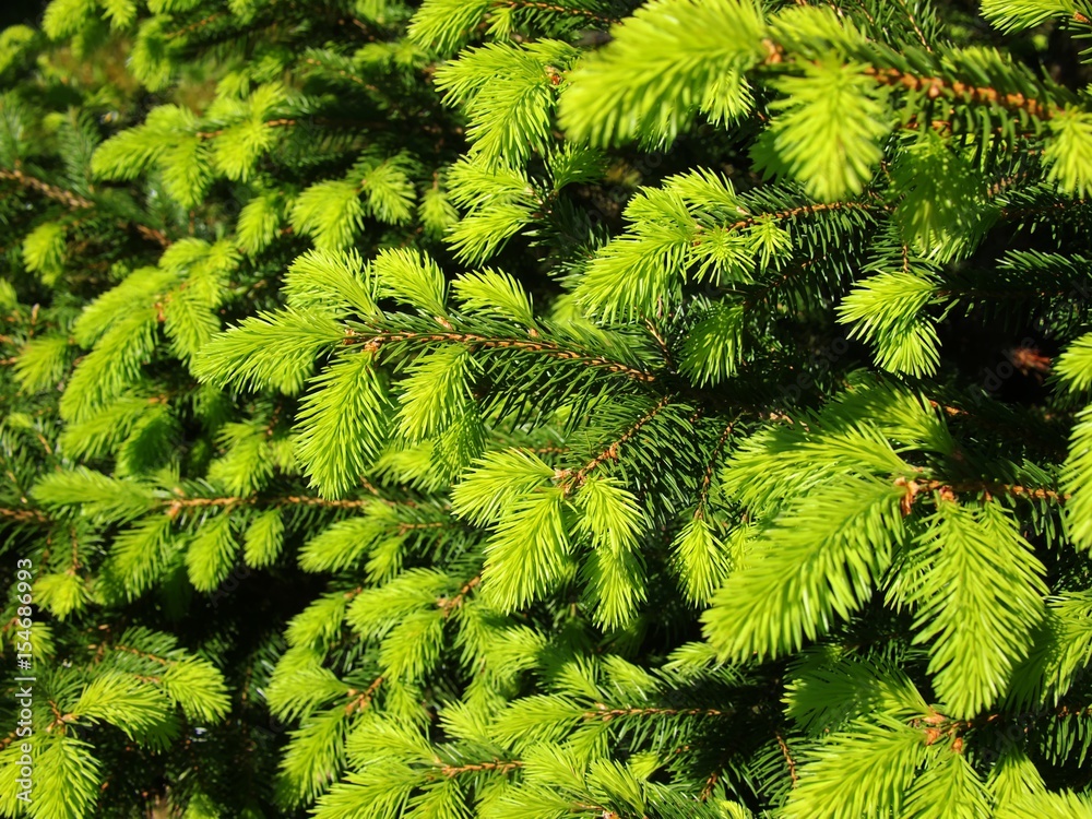 Fichtenast im Frühling Stock-Foto | Adobe Stock
