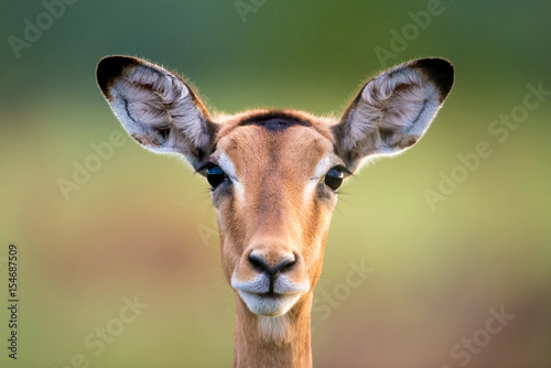 Impala Face