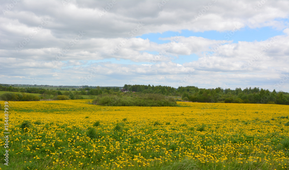 Beautiful spring horizontal landscape: a field of blooming yellow dandelions against a blue sky with white clouds, nature, countryside 