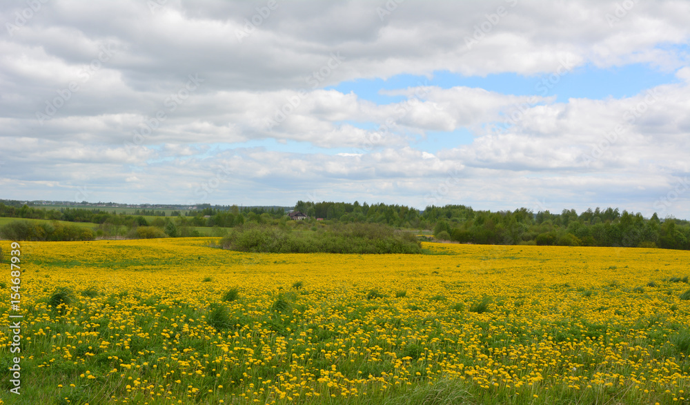 Beautiful spring horizontal landscape: a field of blooming yellow dandelions against a blue sky with white clouds, nature, countryside Beautiful spring horizontal landscape: a field of blooming yellow dandelions against a blue sky with white clouds, nature, countryside