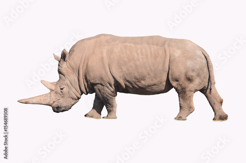 Rinoceronte en fondo blanco