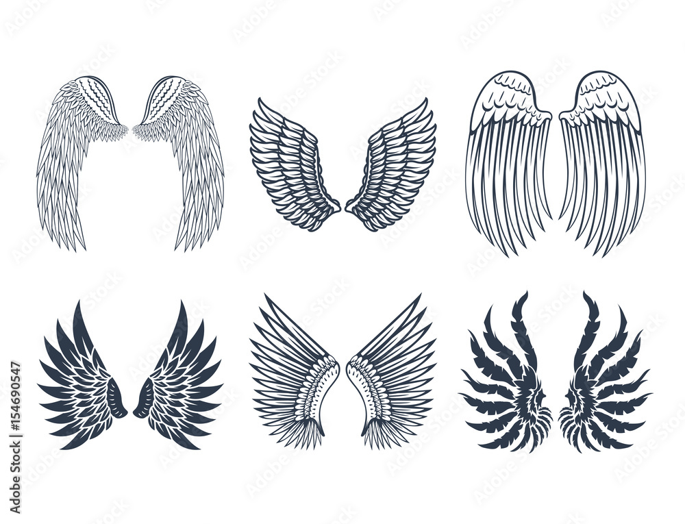 Wings isolated animal feather pinion bird freedom flight natural peace design vector illustration.