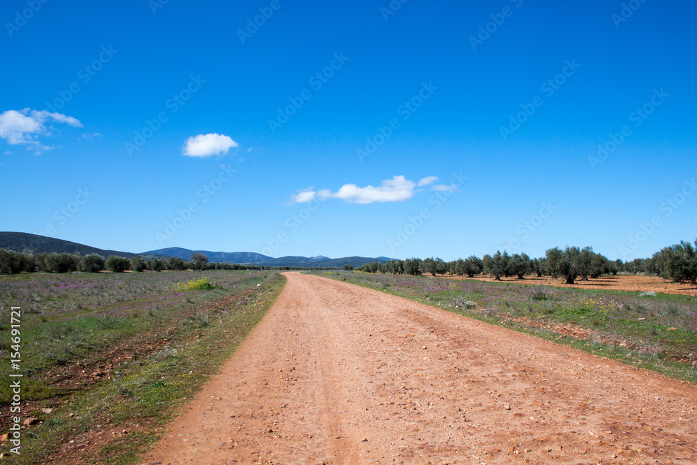 Fototapeta premium Camino en un olivar