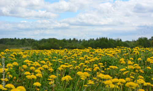 Field of yellow dandelions against the blue sky with white clouds, beautiful horizontal, spring rural landscape 