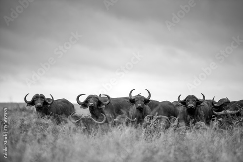 Cape Buffalo