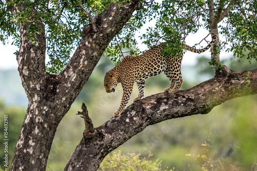 Leopard in a Tree