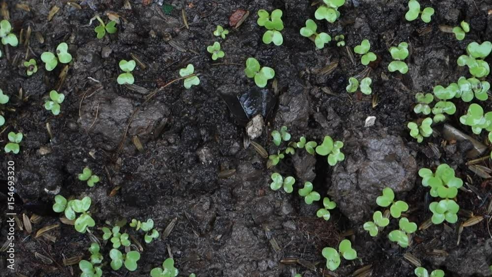Garden grow vegetable