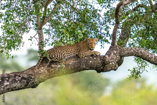 Leopard in a Tree