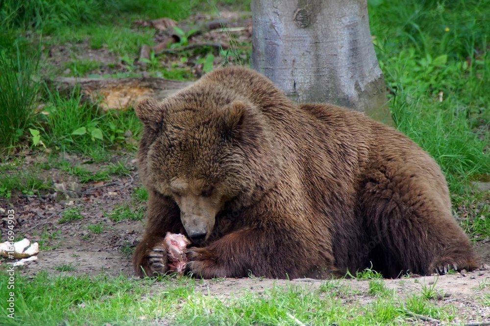 Europäischer Braunbär (Ursus arctos)