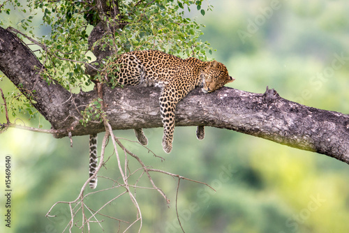 Leopard in a Tree