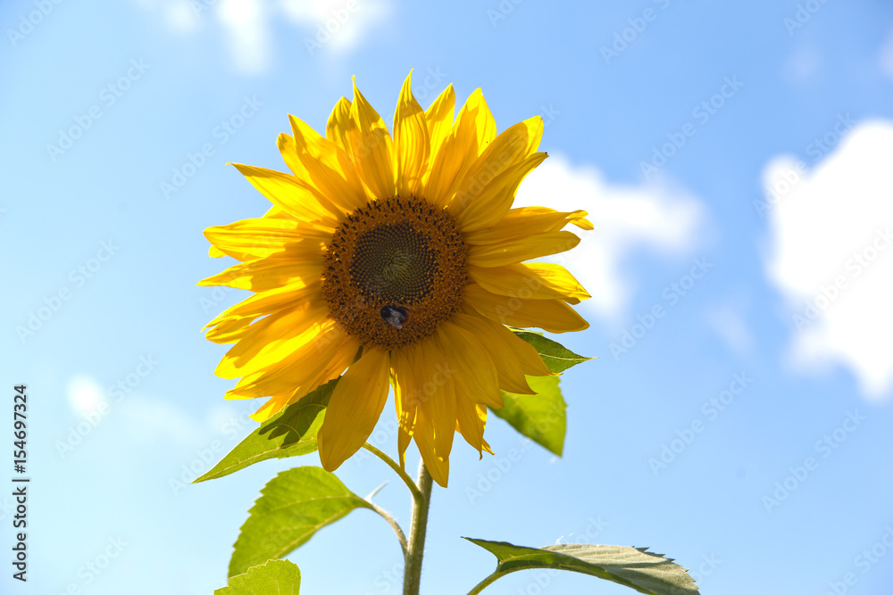 Bumblebee sitting on a flower of a sunflower on a background of blue sky