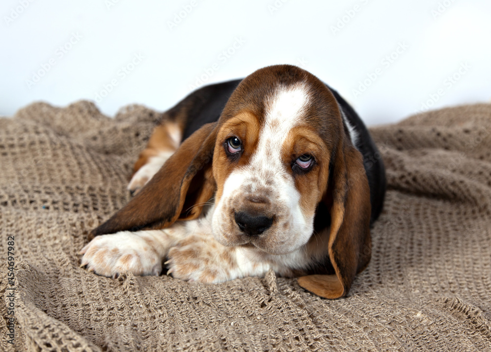 Basset hound puppy lying on a rug handmade on white background Basset hound puppy lying on a rug handmade on white background