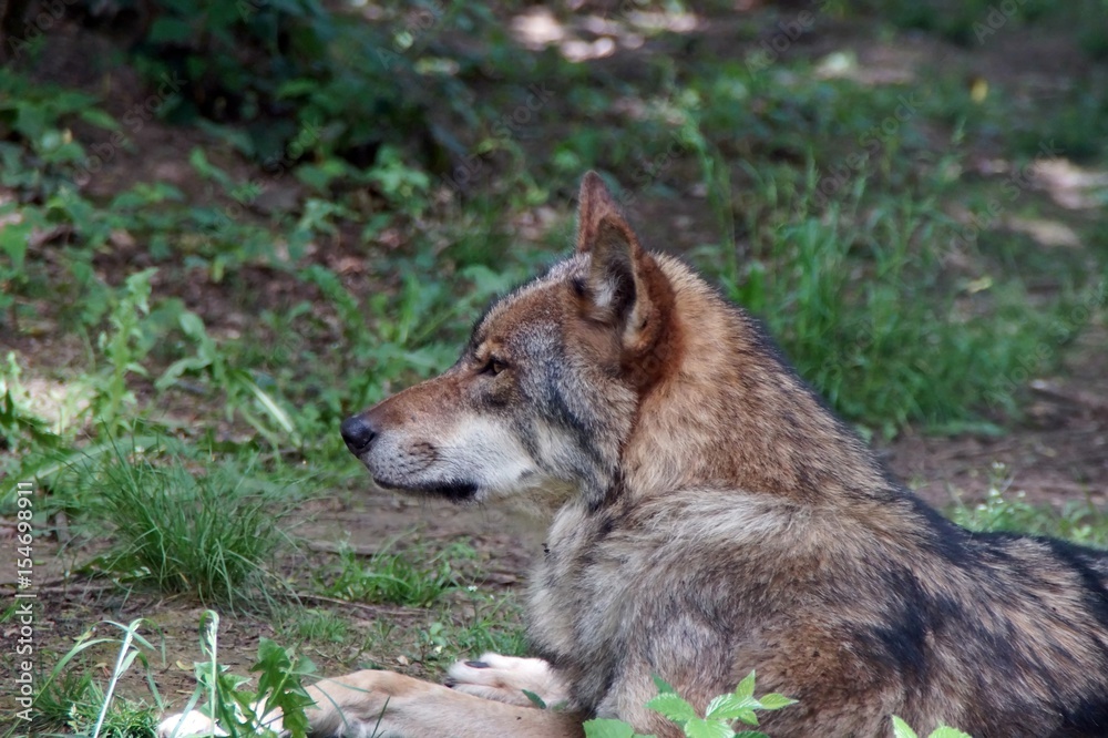 Fototapeta premium Wolf (Canis lupus)