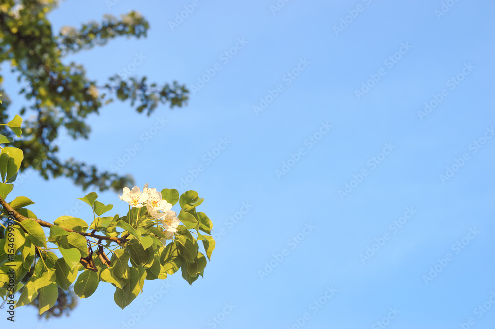 Fototapeta premium Blossoming branches of a tree on the sky background