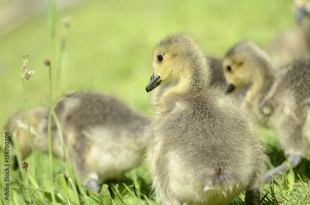 frisch geschlüpfte Gänse, Tierkinder frisch geschlüpfte Gänse, Tierkinder
