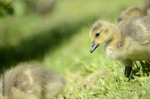 frisch geschlüpfte Gänse, Tierkinder © R+R