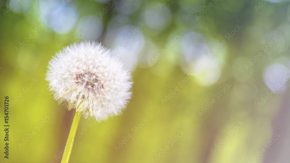 Obraz premium Löwenzahn, Pusteblume vor unscharfen Hintergrund