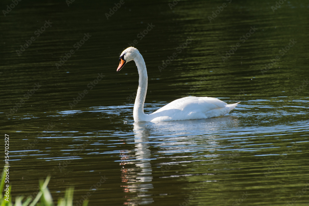 Swan on the lake in summer sun Swan on the lake in summer sun