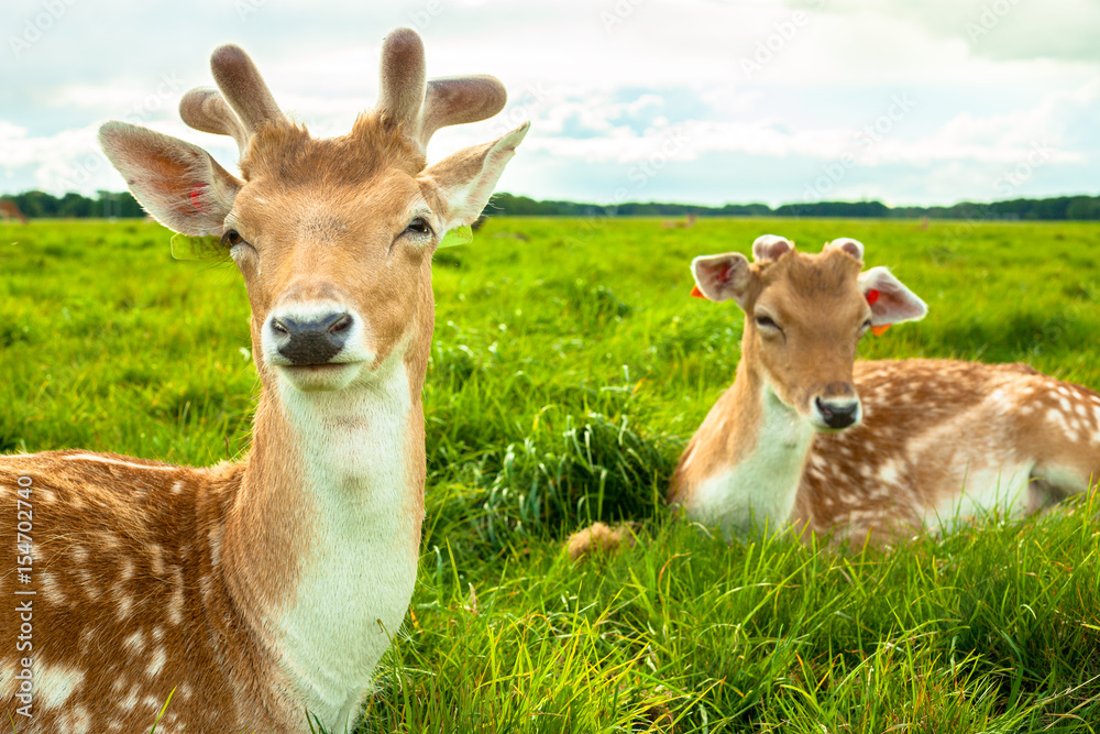 Obraz premium Two Brown Deers Laying on Grass at Phoenix Park, Dublin