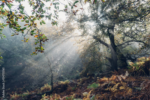 fog in the forest with sunbeams trough branches in autumn 