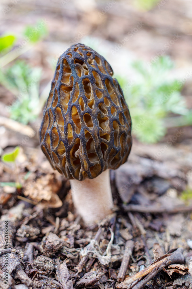 Morel close up Morel close up