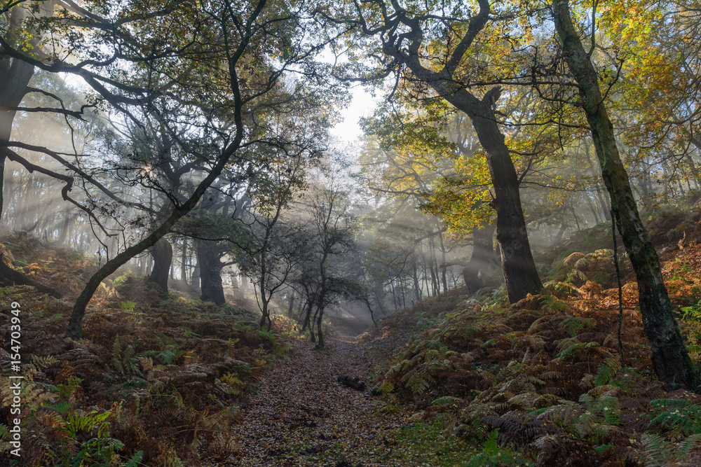 fog in the forest with sunbeams trough branches in autumn fog in the forest with sunbeams trough branches in autumn