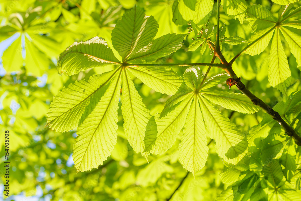 Fresh green spring leaves on a tree Fresh green spring leaves on a tree