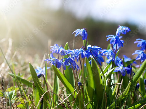 siberian squill (scilla siberica) flowers in early spring under sunlight