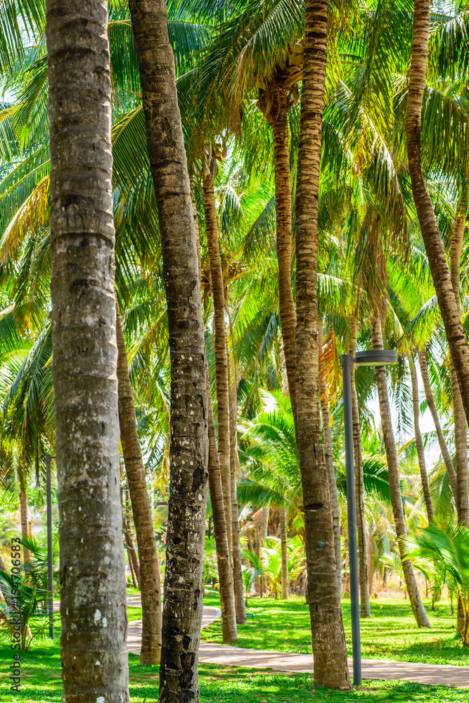 coconut palm trees near the beach coconut palm trees near the beach