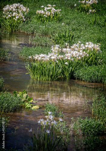 Reflections of the Cahaba lily on the water, 2017 season on the Cahaba River