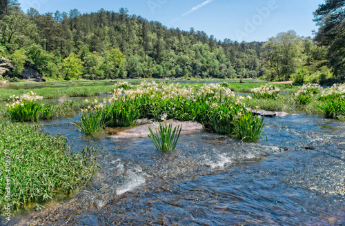 Cahaba River 2017 Cahaba lily season, blue sky and reflections on the water
