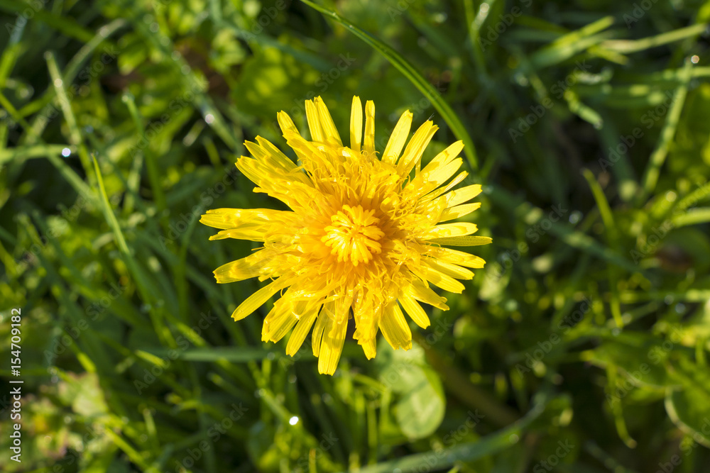 Detail of blooming yellow dandelions on grass at sunrise Detail of blooming yellow dandelions on grass at sunrise
