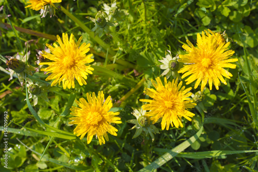 Detail of blooming yellow dandelions on grass at sunrise Detail of blooming yellow dandelions on grass at sunrise