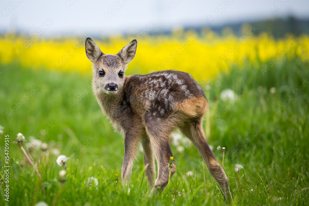 Naklejka premium Young wild roe deer in grass, Capreolus capreolus. New born roe deer, wild spring nature.
