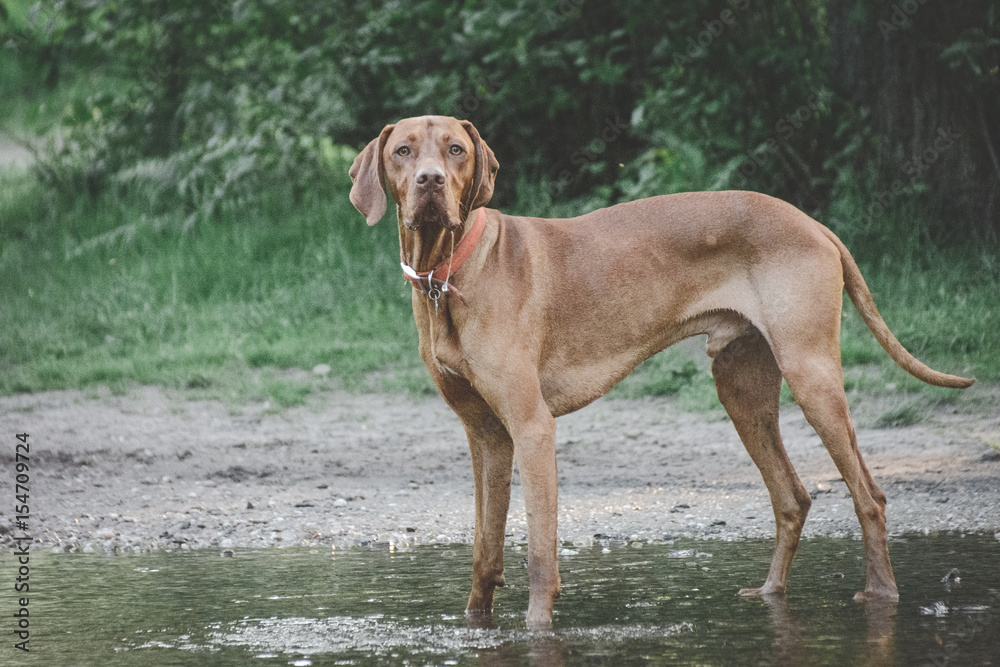 brown dog portrait in the summer