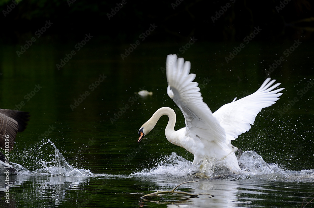 Naklejka premium Schwan verteidigt sein Nest